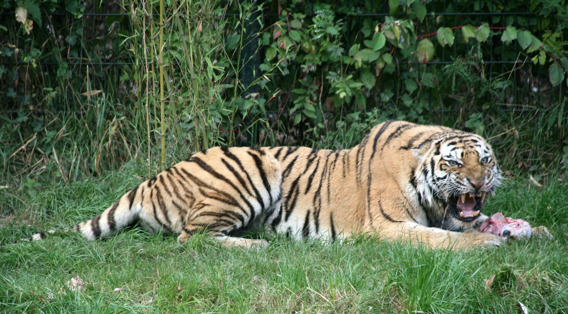 Siberian tiger