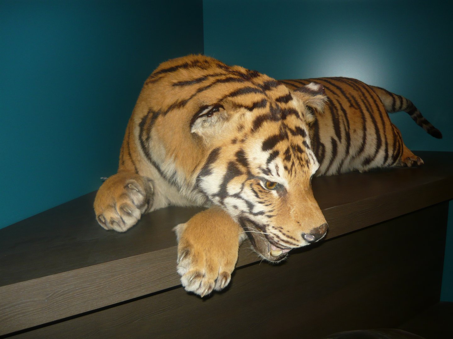Siberian tiger