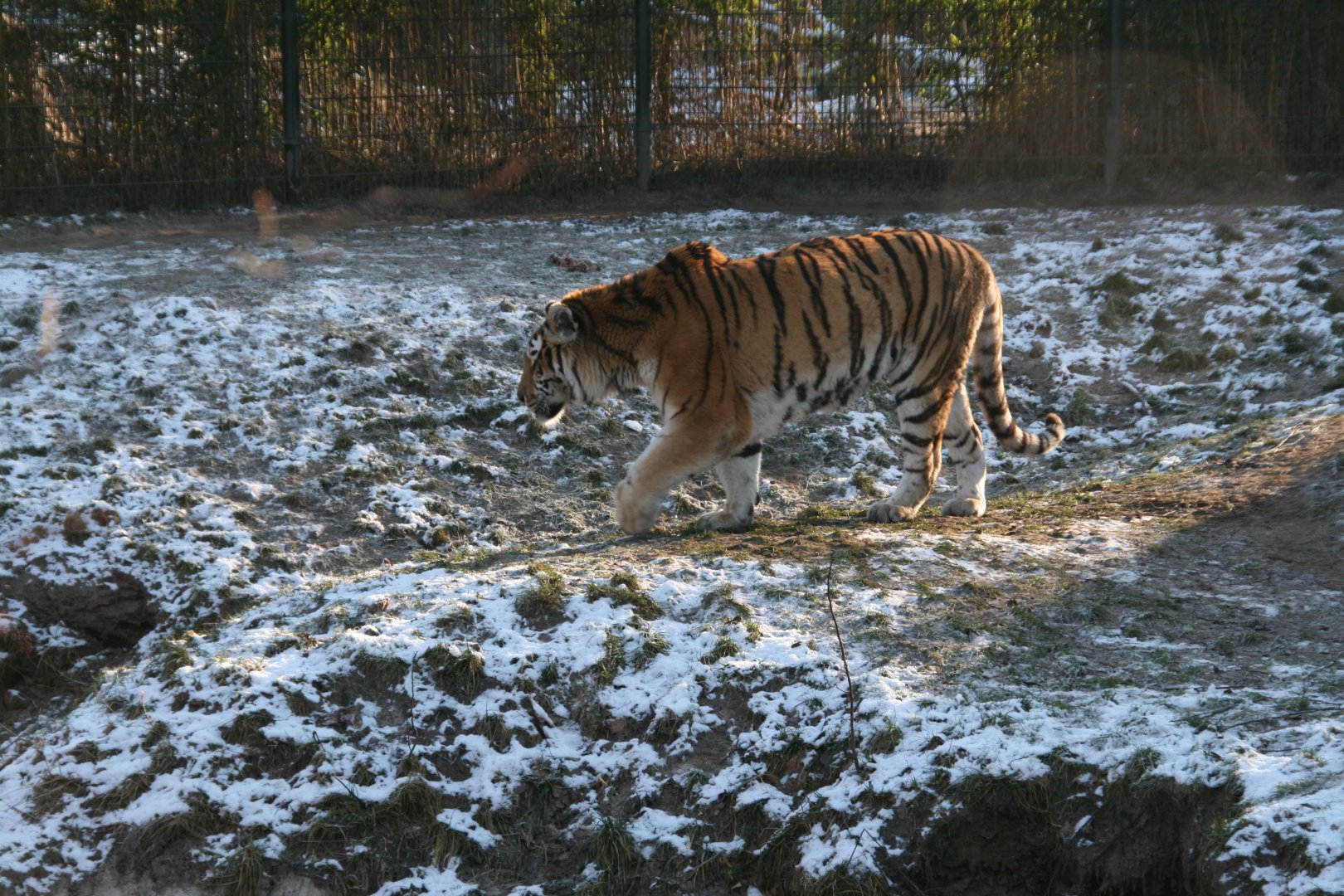 Siberian tiger