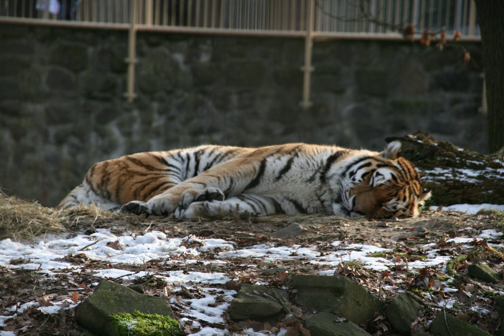 Siberian tiger