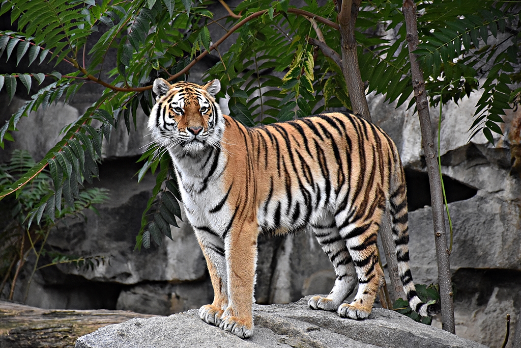 Siberian tiger