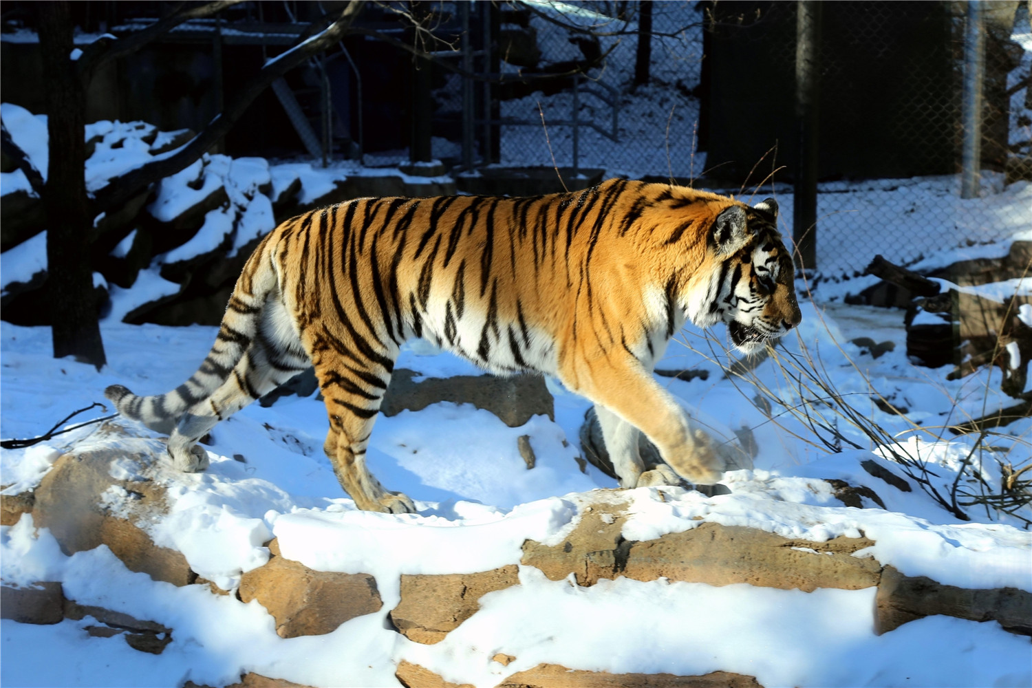 Siberian Tiger