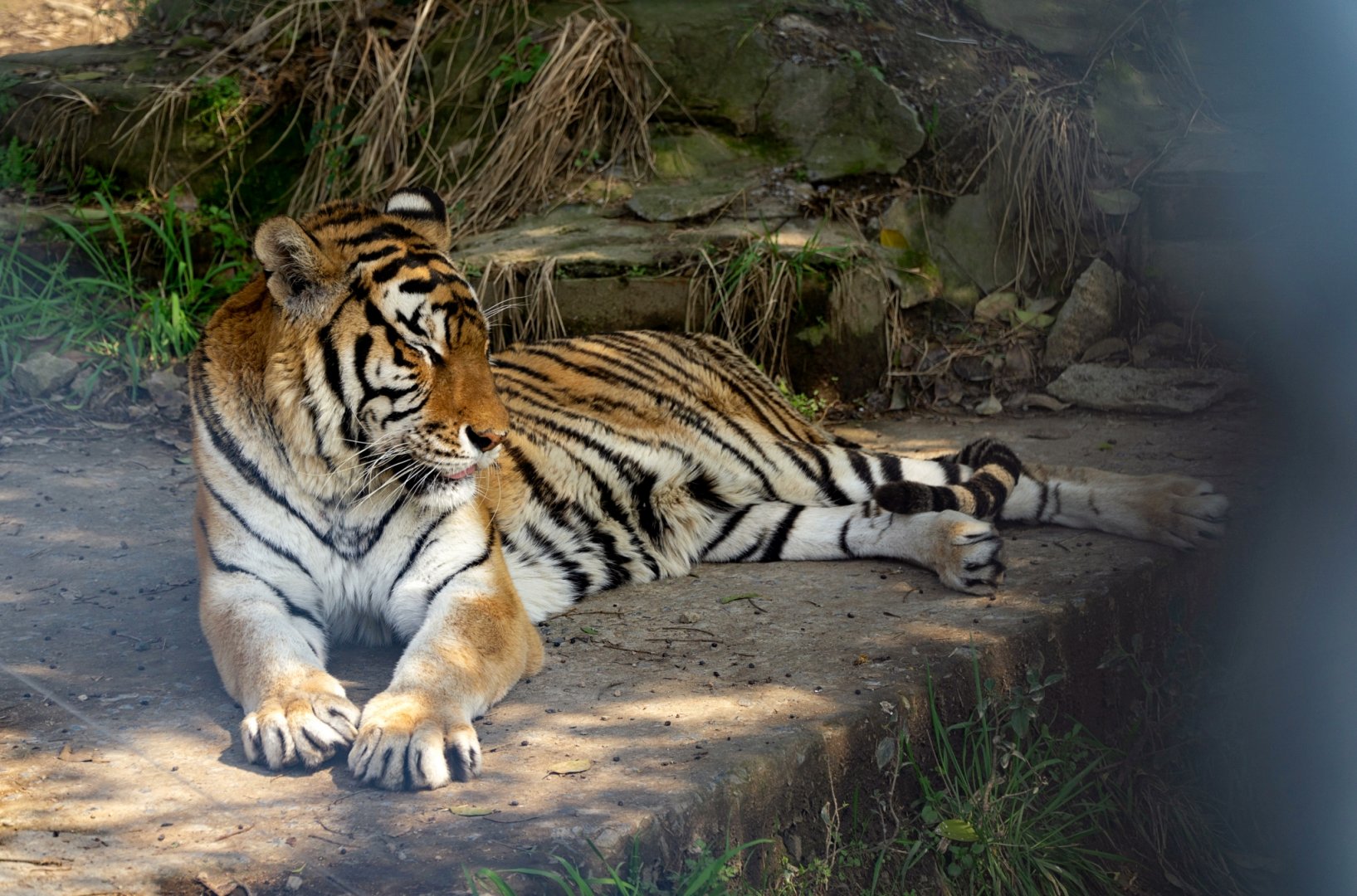 Siberian tiger