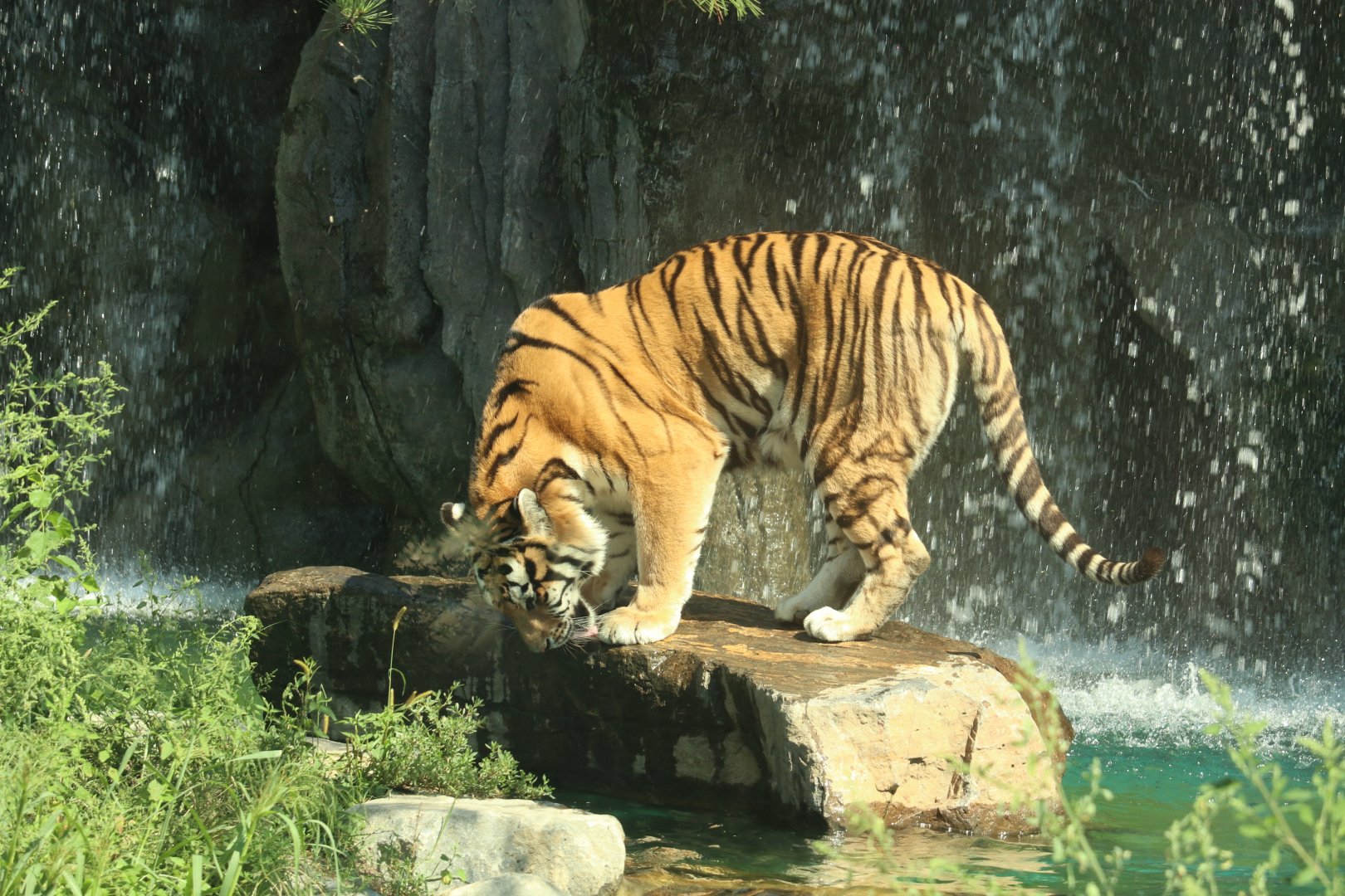 Siberian Tiger