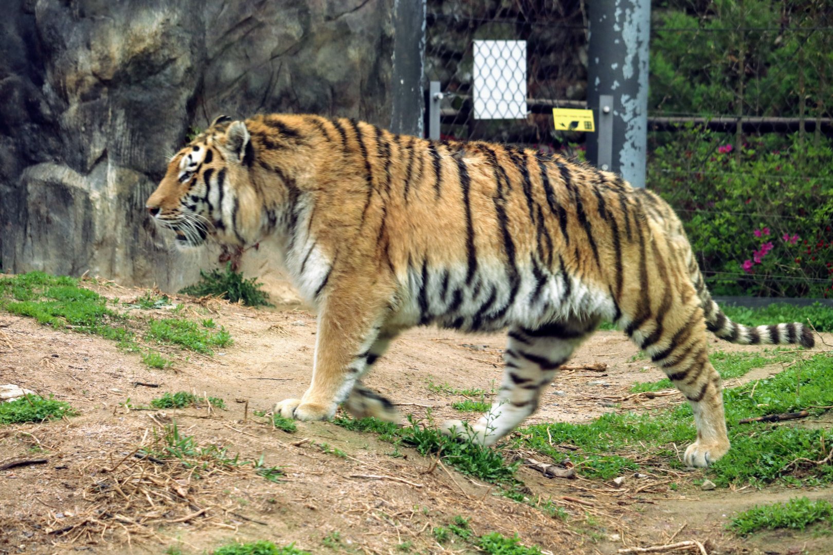 Siberian Tiger