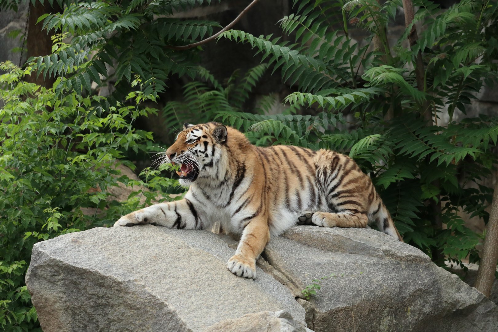 Siberian Tiger