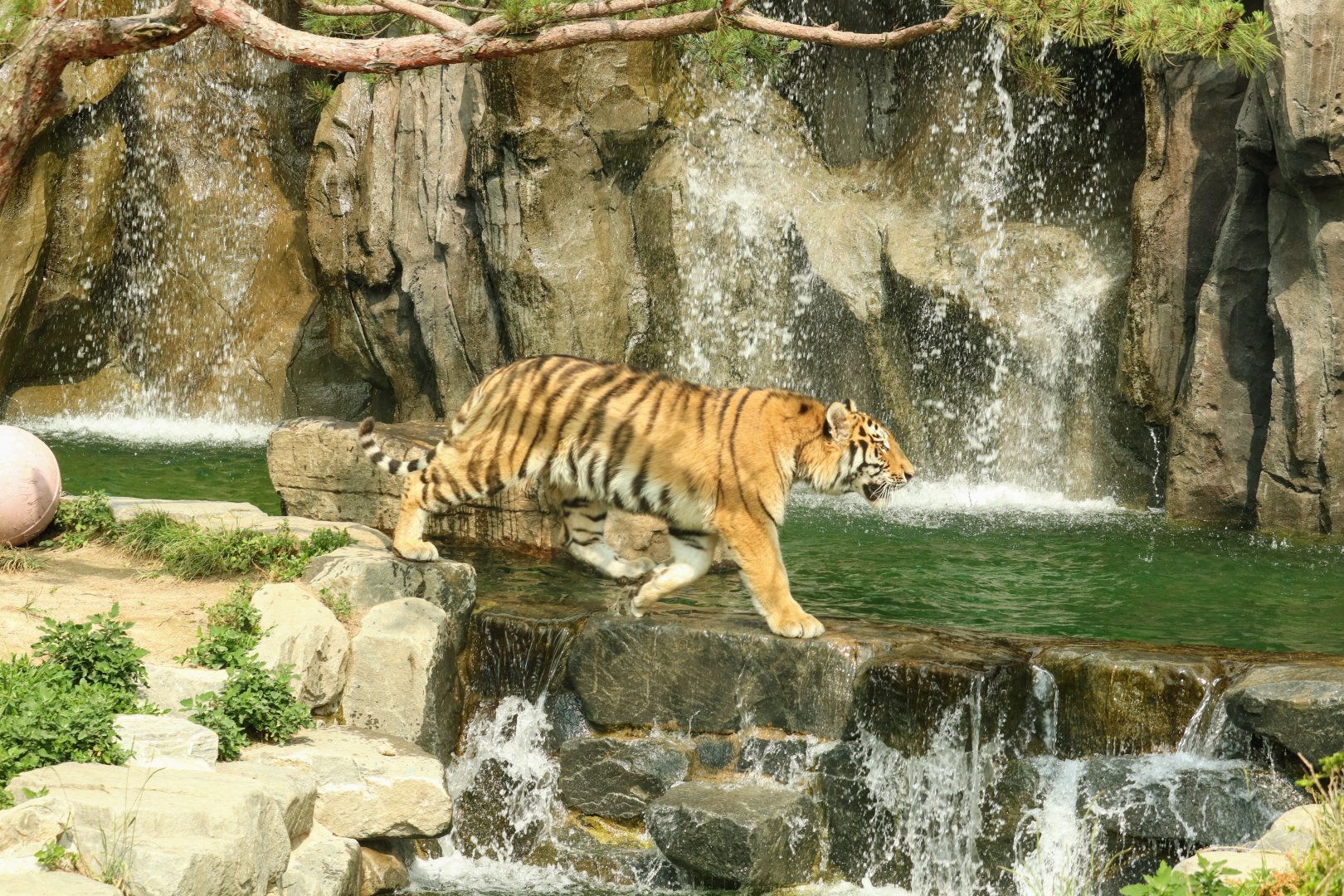 Siberian Tiger