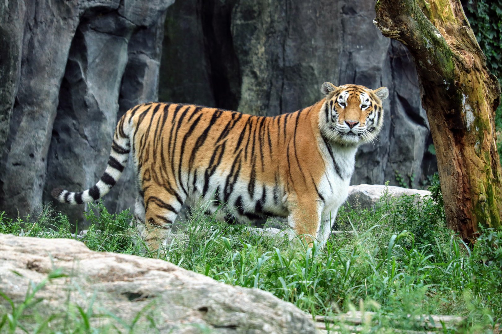 Siberian Tiger
