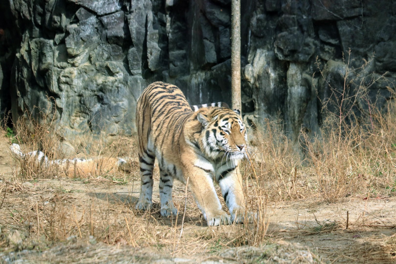 Siberian Tiger