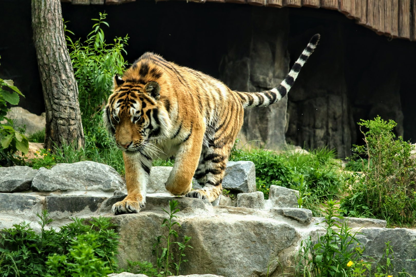 Siberian Tiger