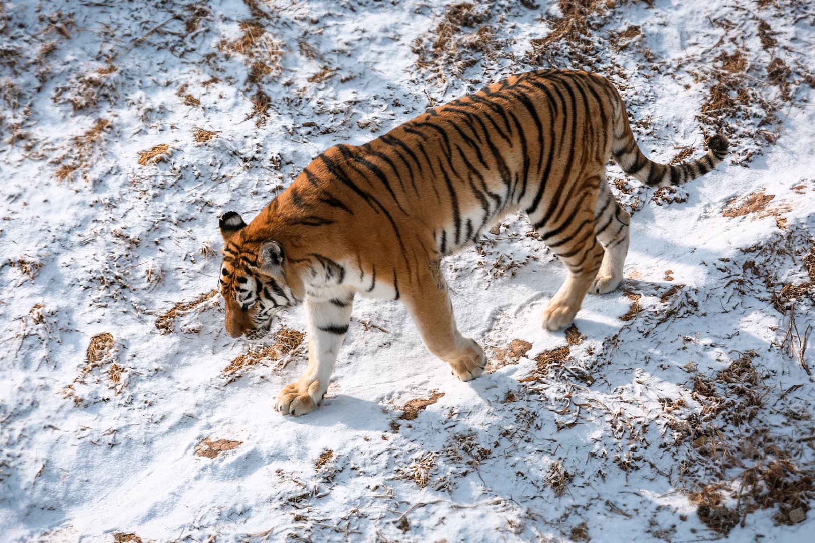 Siberian tiger