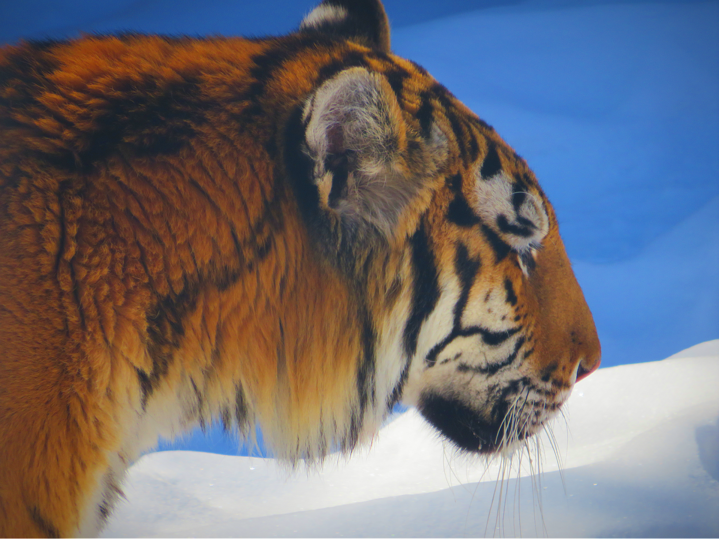 Siberian tiger.