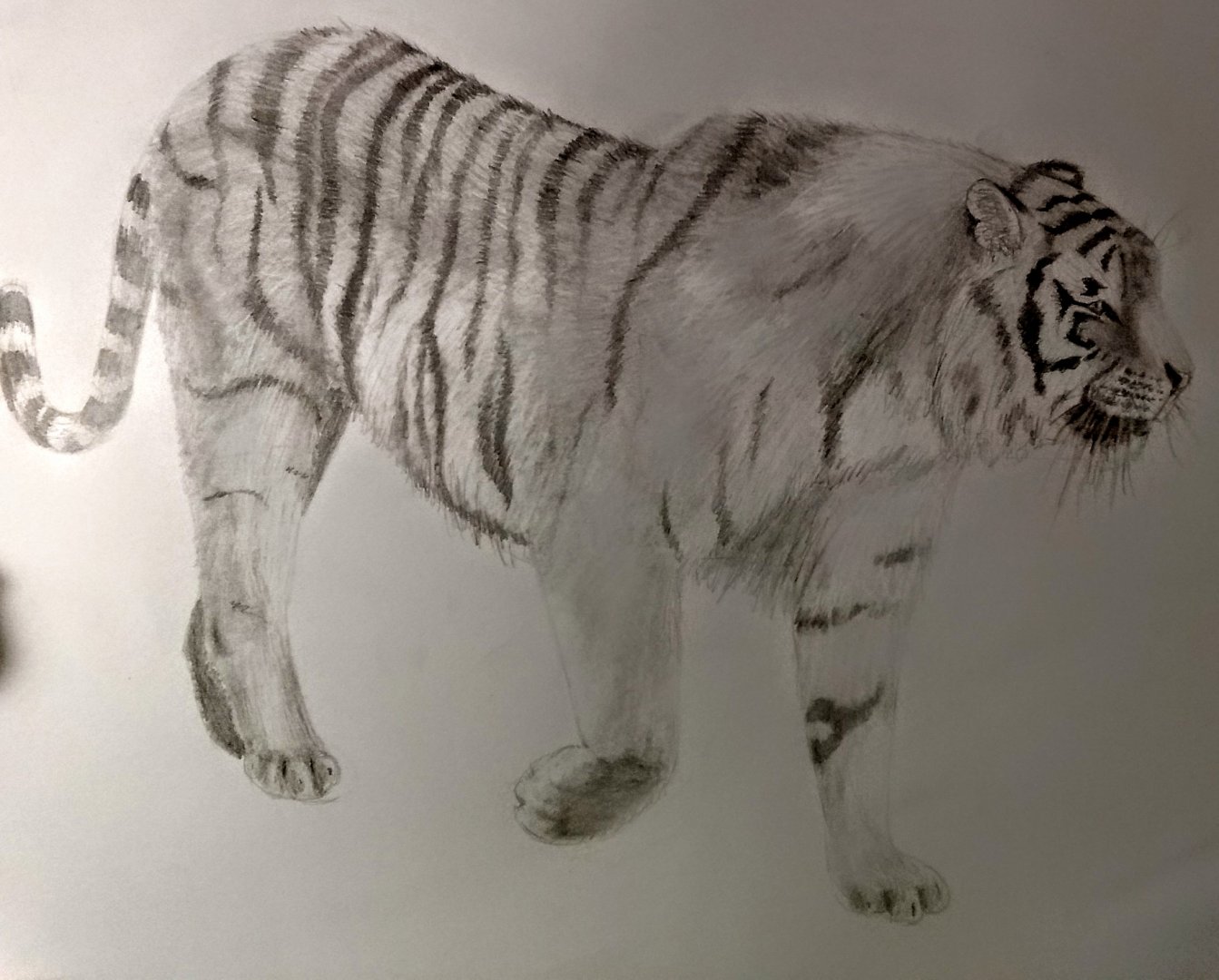 Siberian tiger