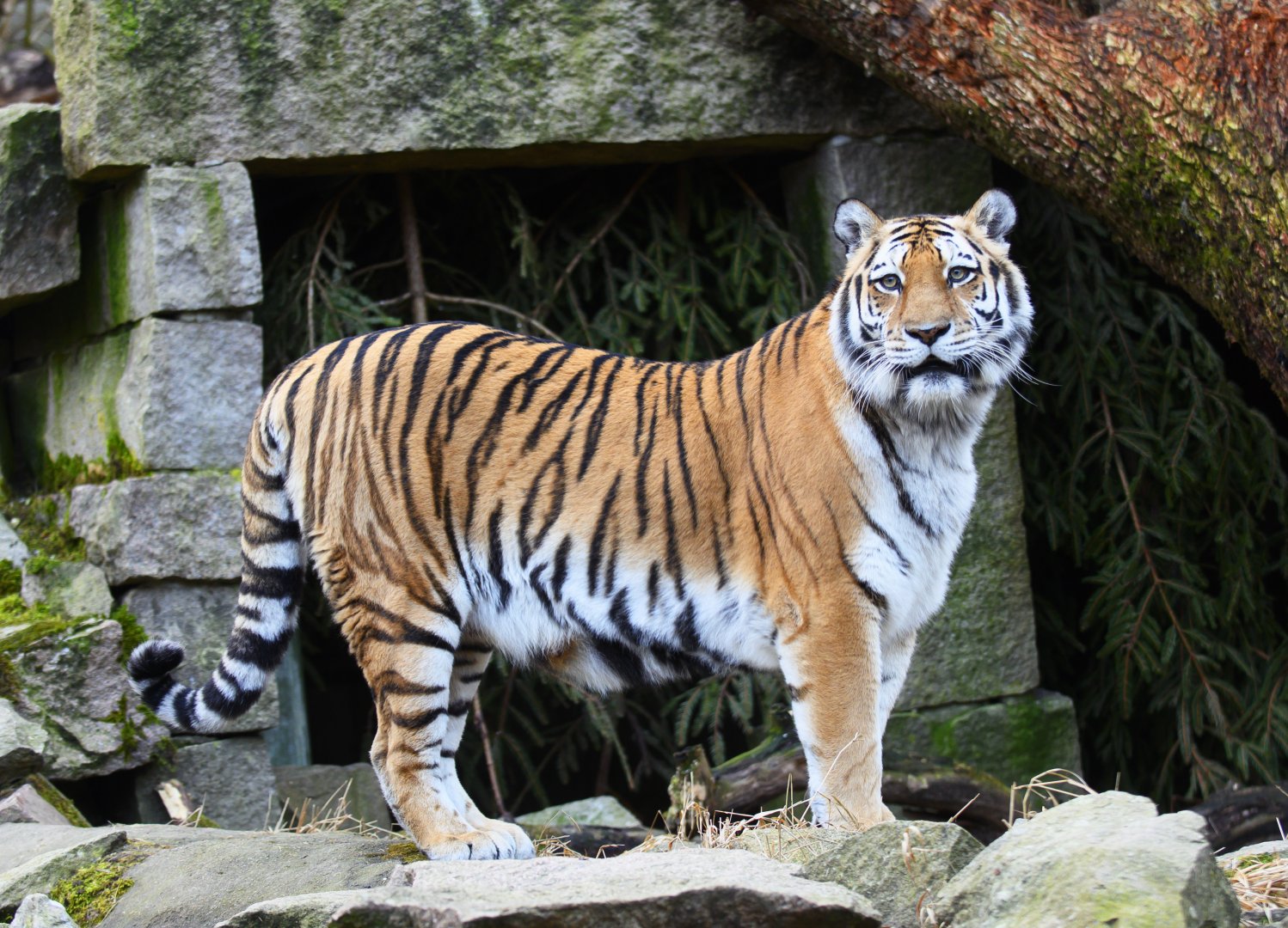 Siberian Tiger