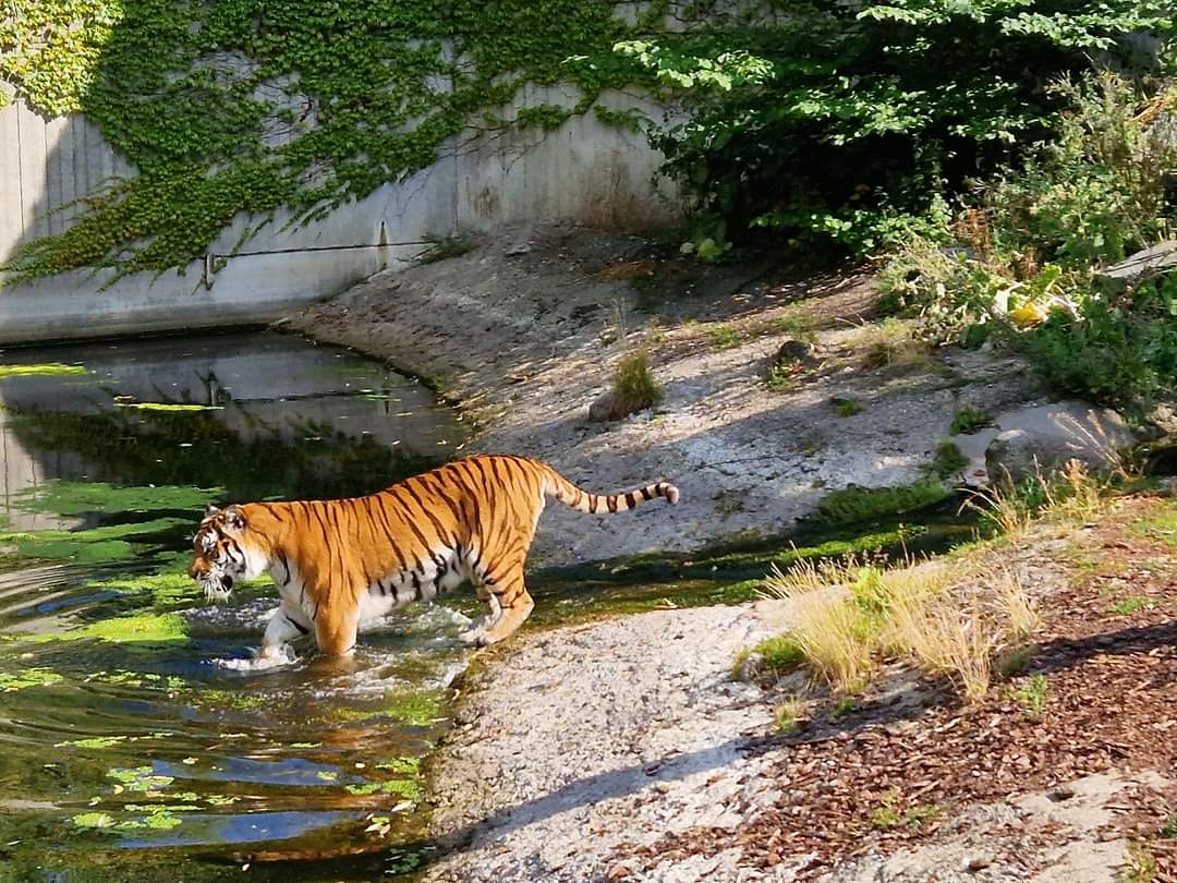 Siberian Tiger