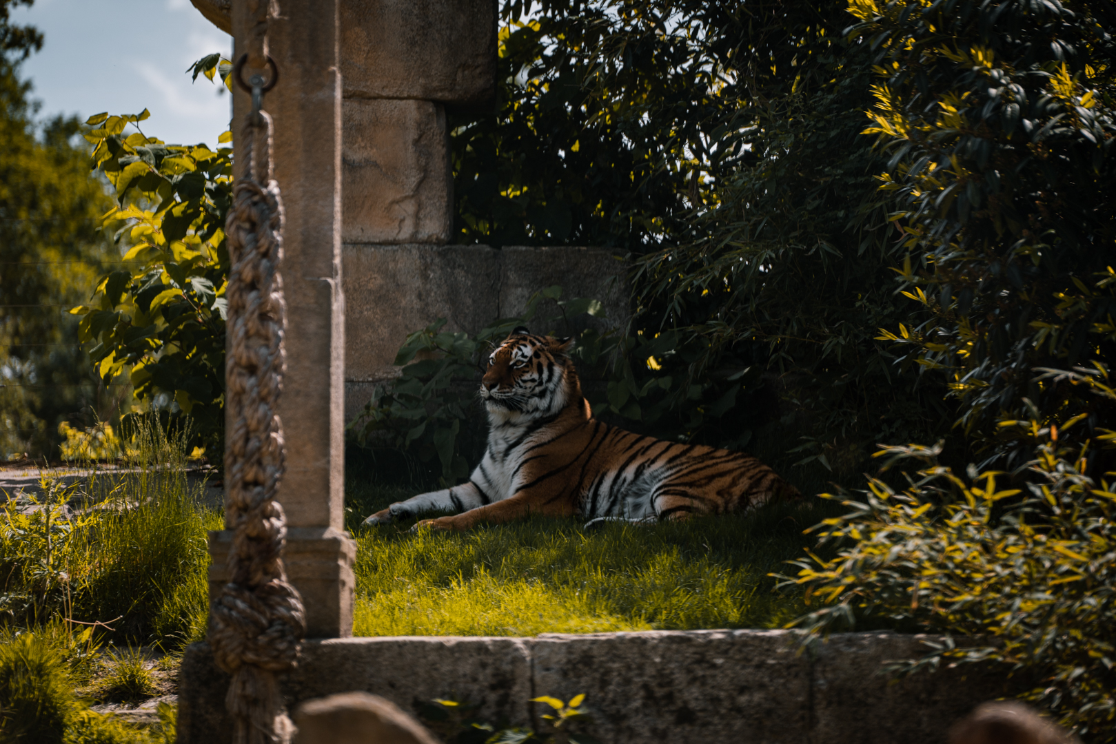 Siberian Tiger