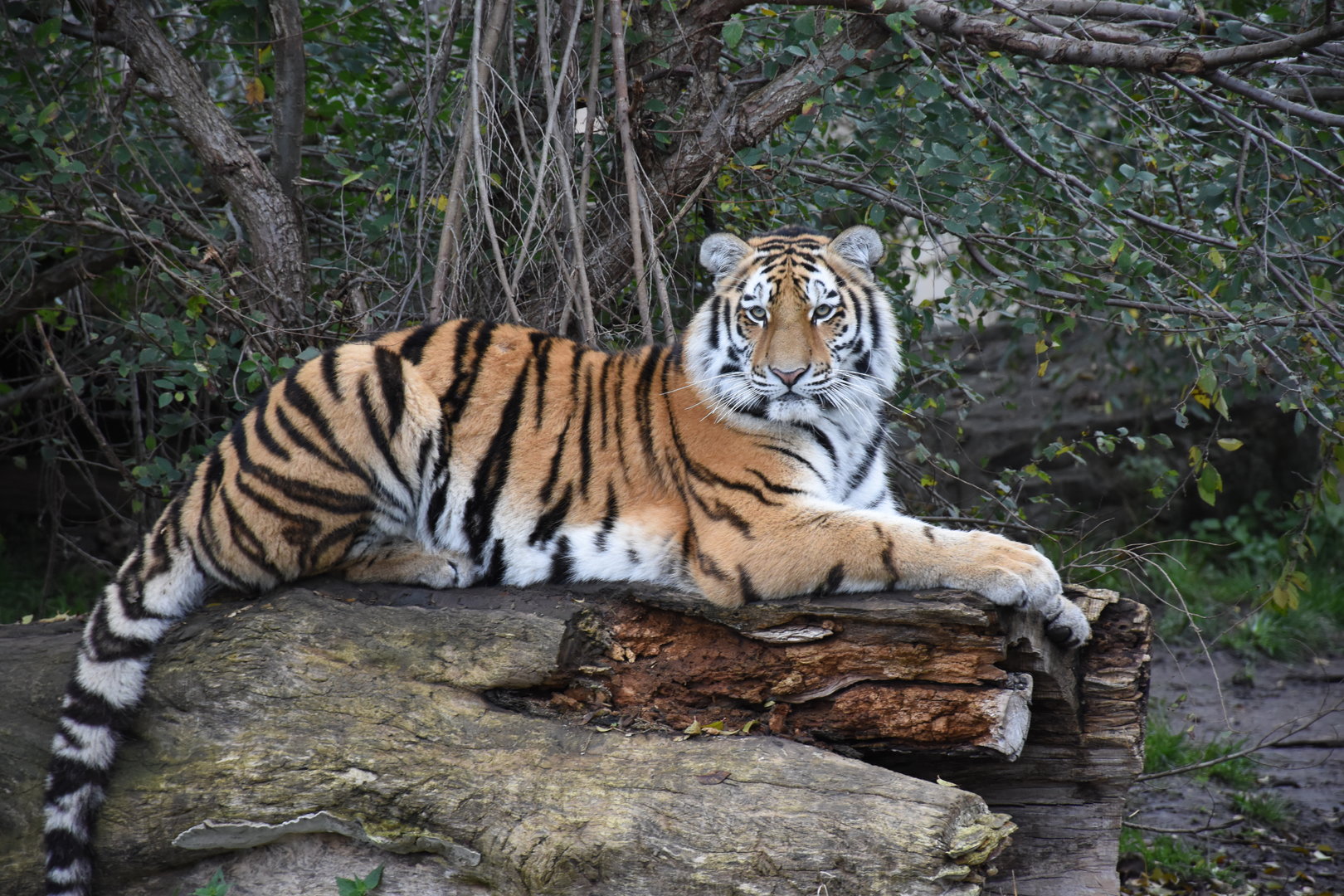 Siberian tiger