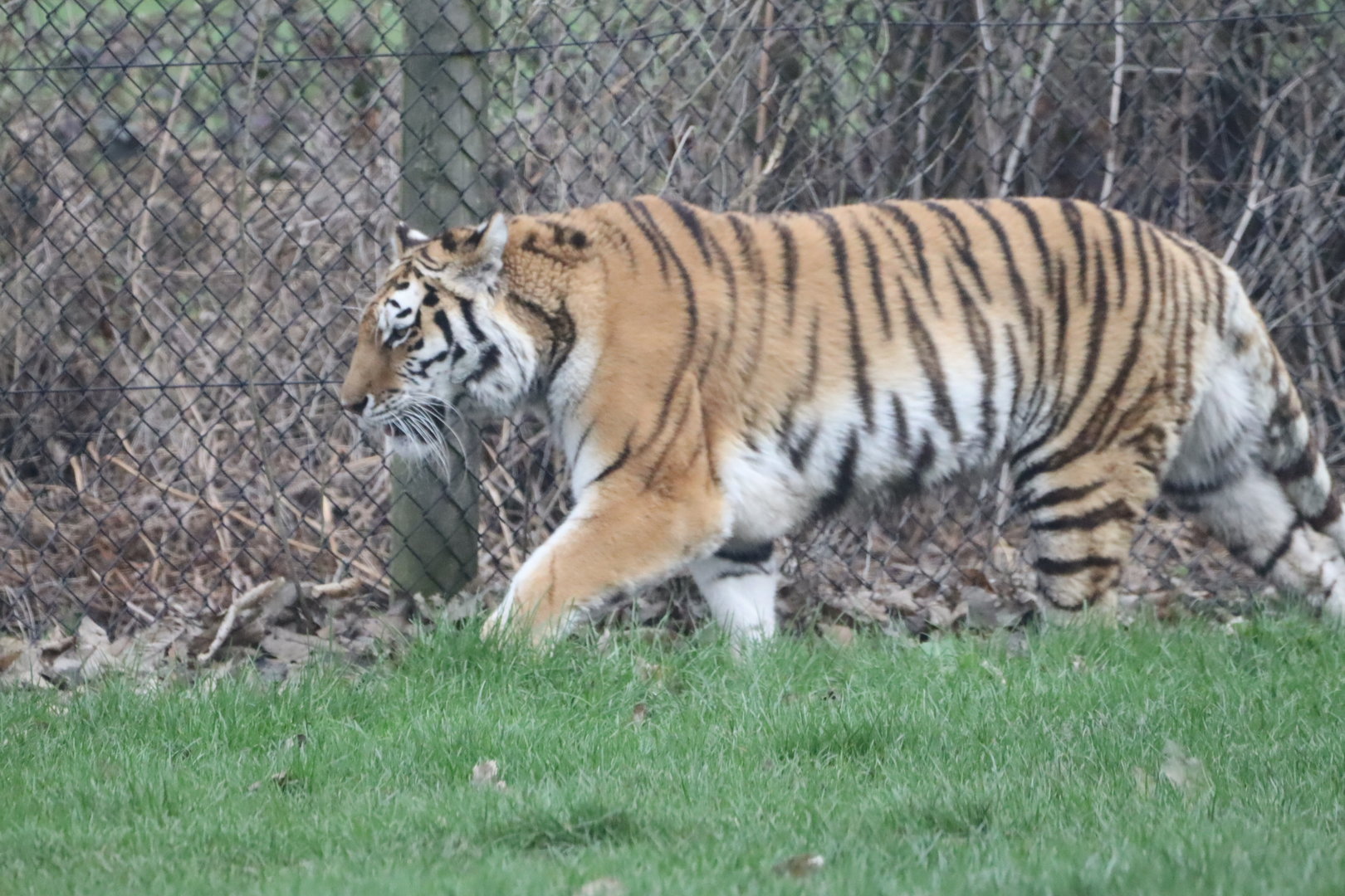 Siberian Tiger