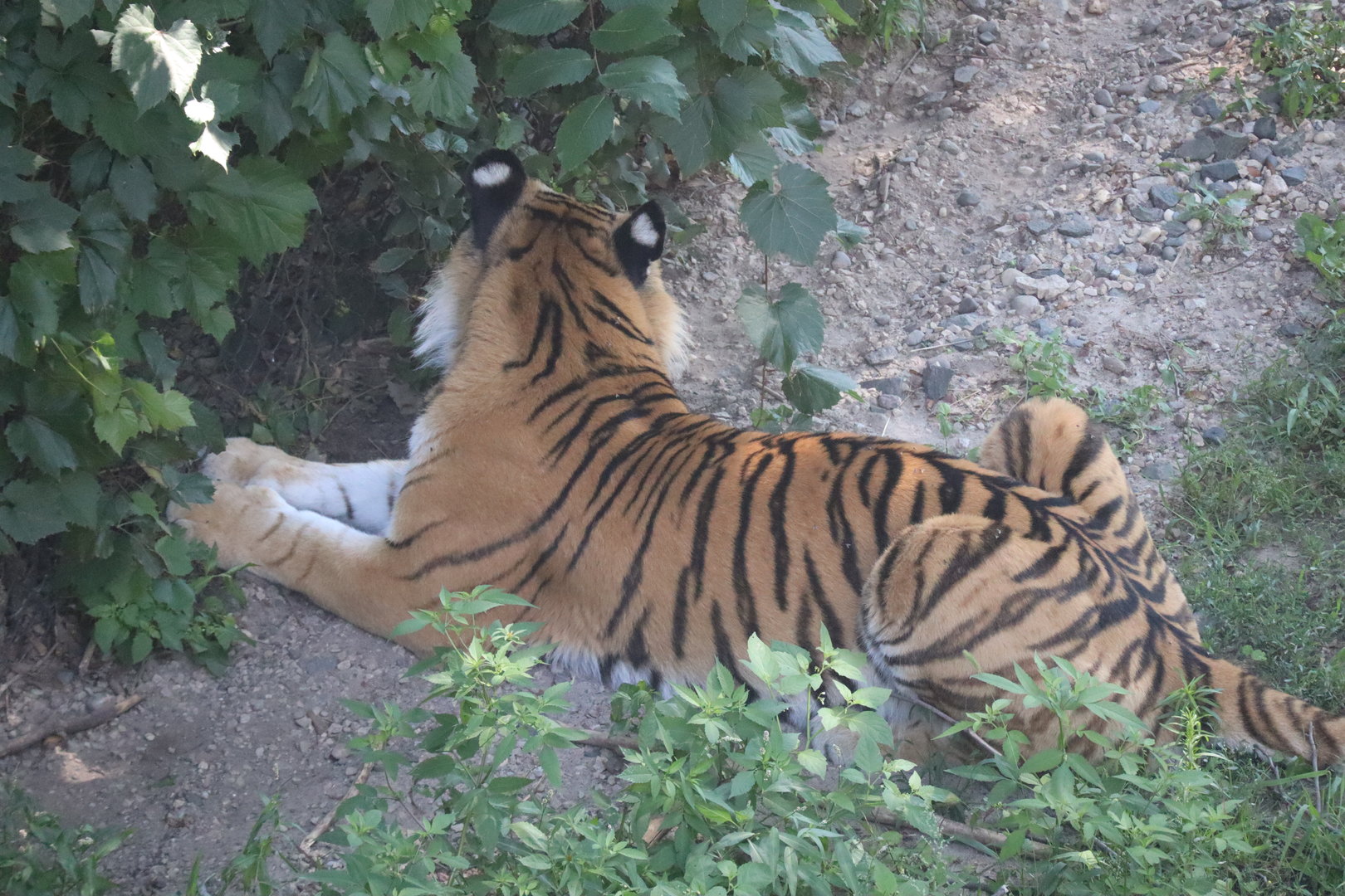 Siberian Tiger