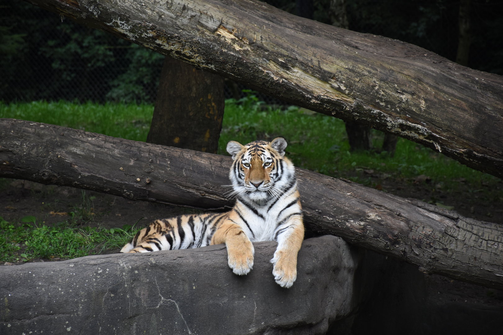 Siberian tiger