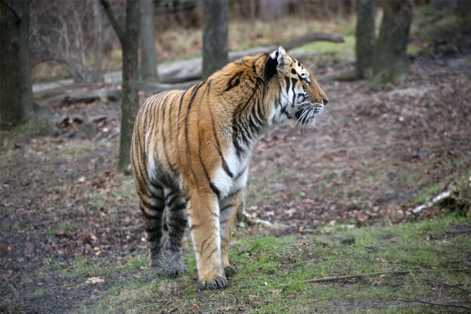 Siberian Tiger