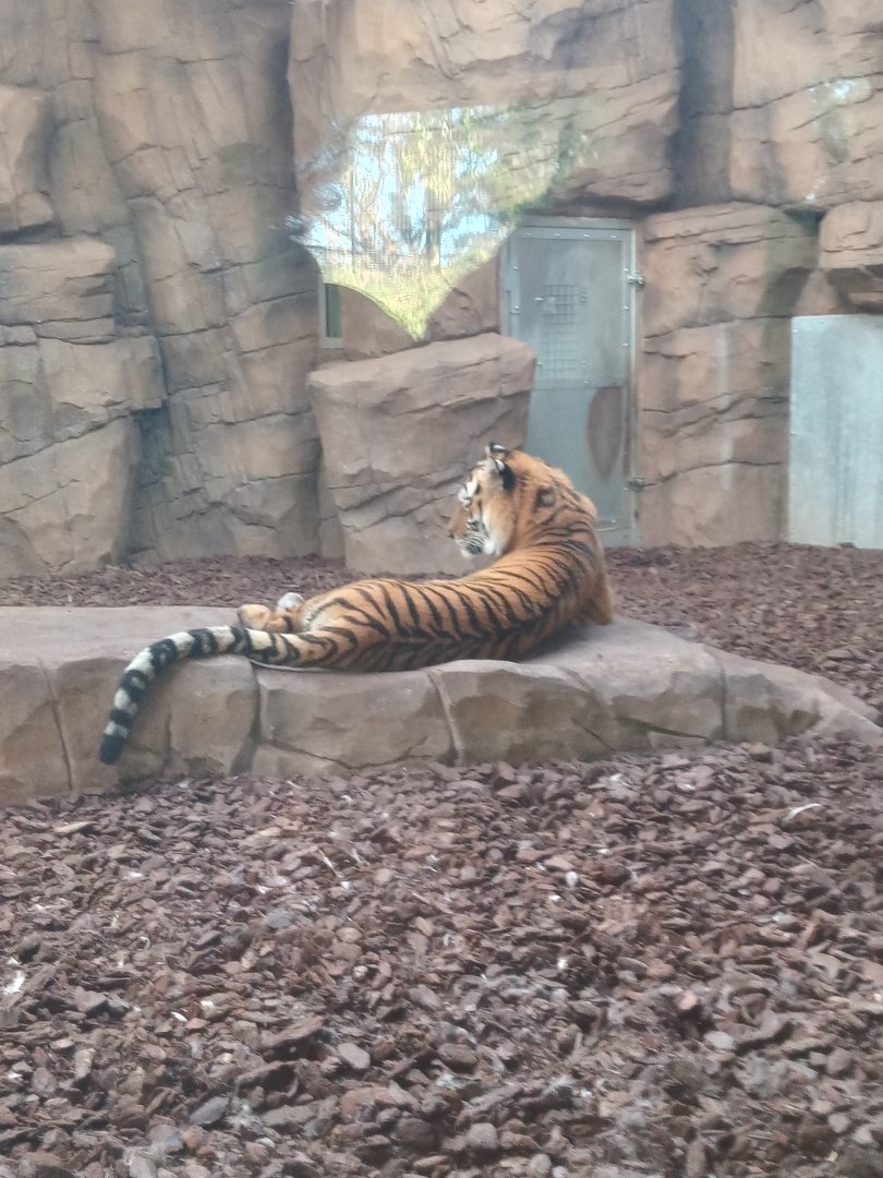 Siberian Tiger