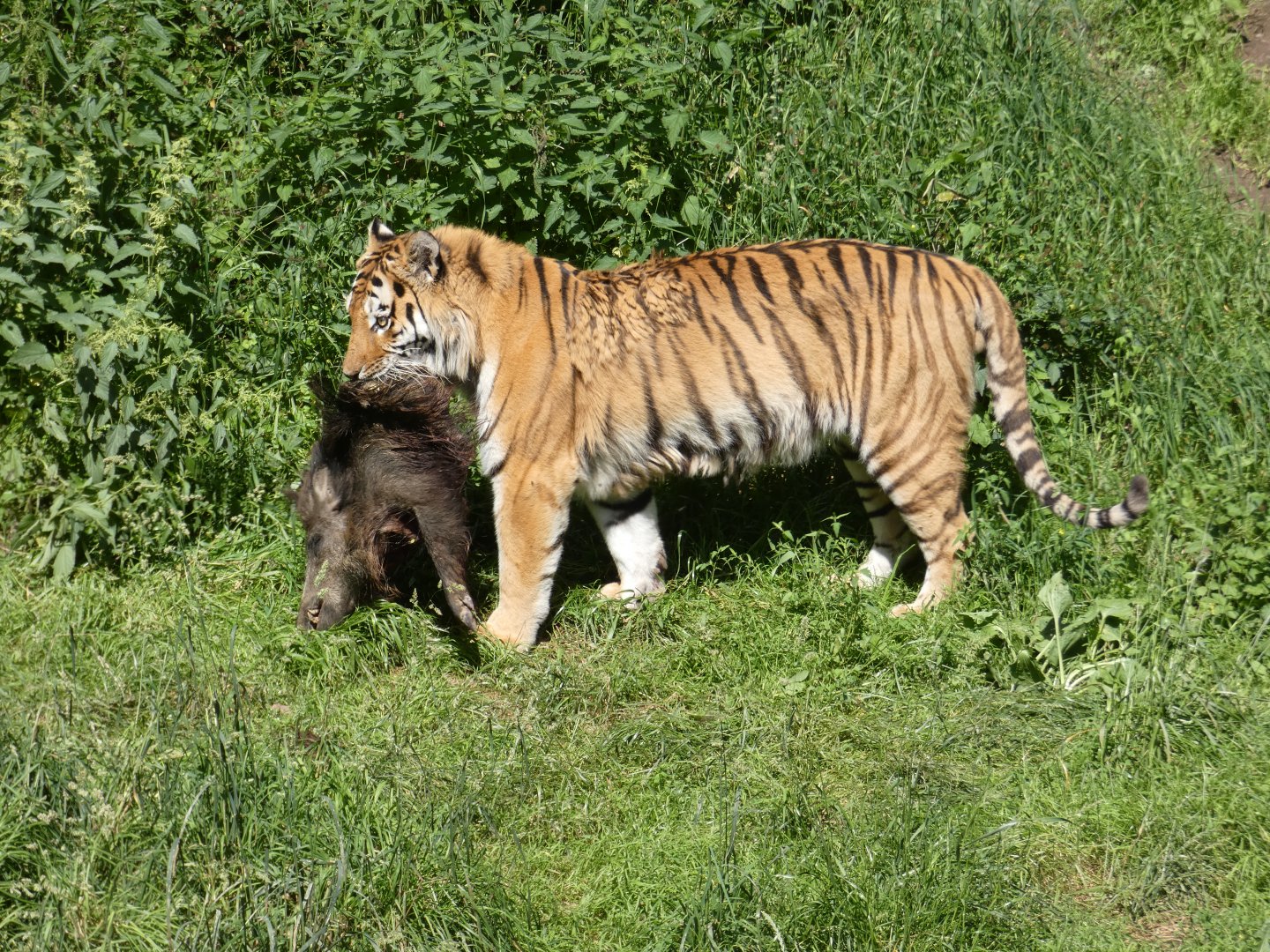 Siberian tiger