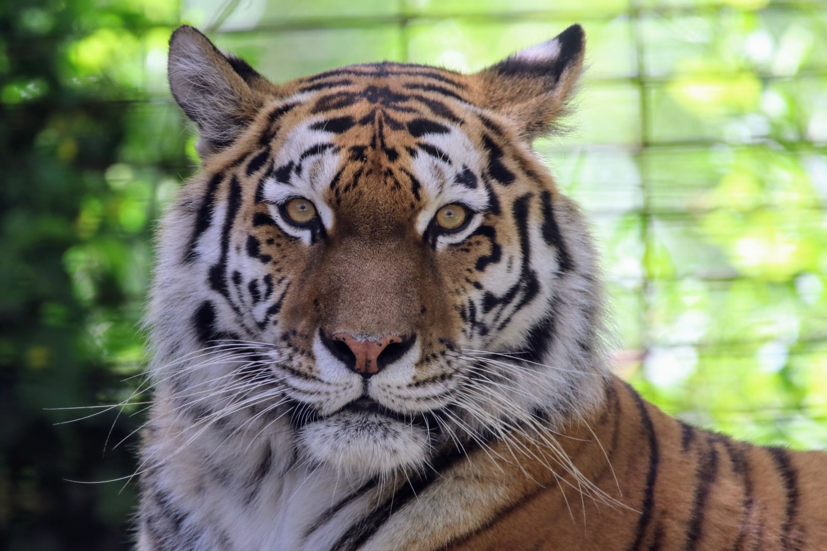 Siberian tiger