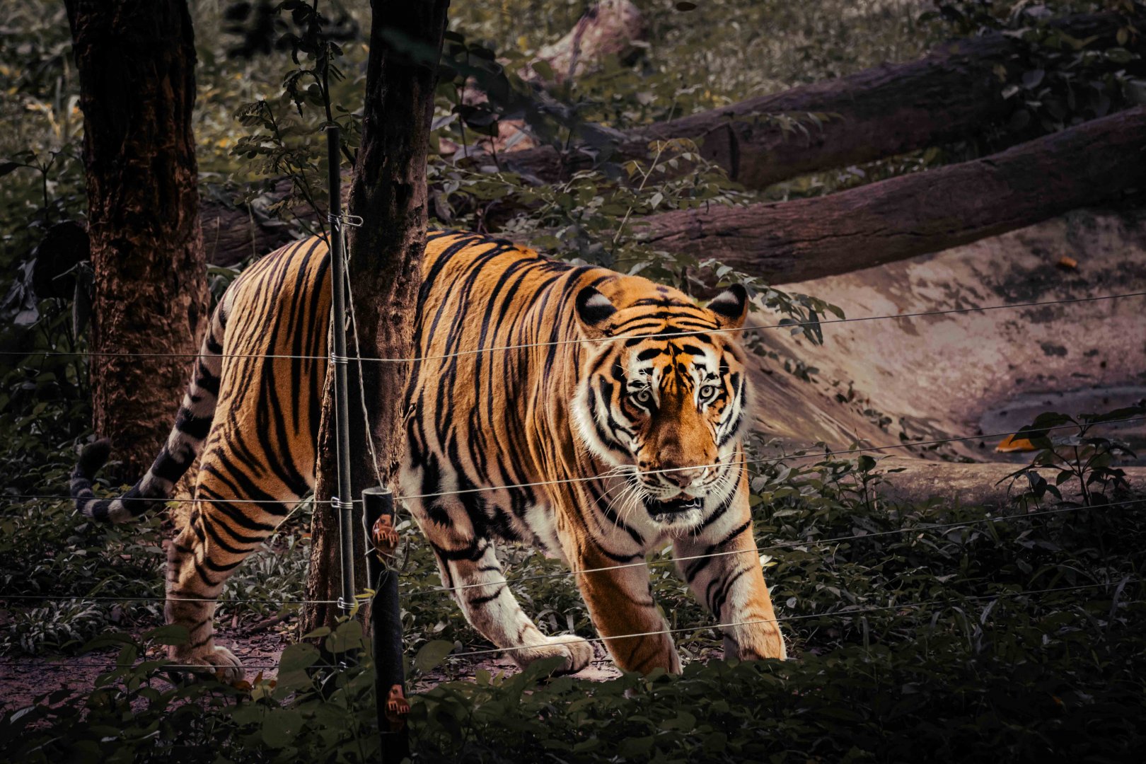 Siberian Tiger