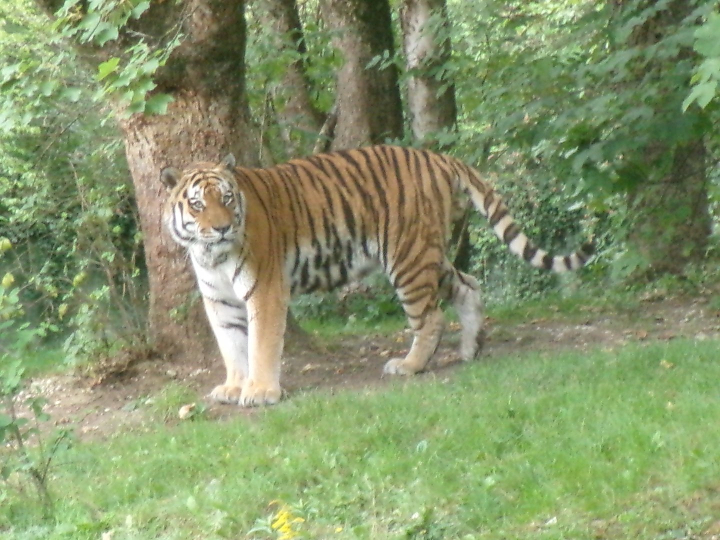 Siberian tiger