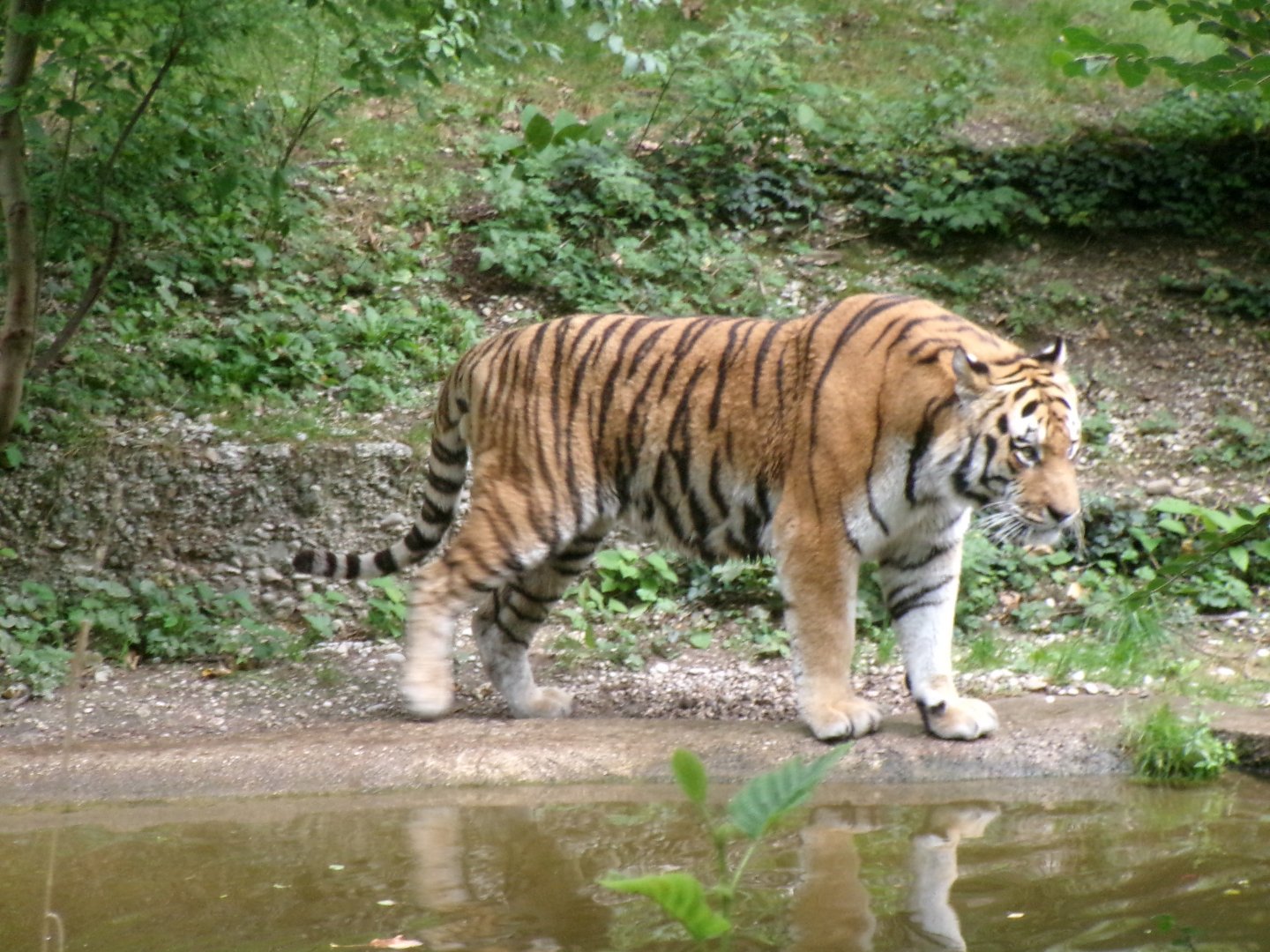 Siberian tiger