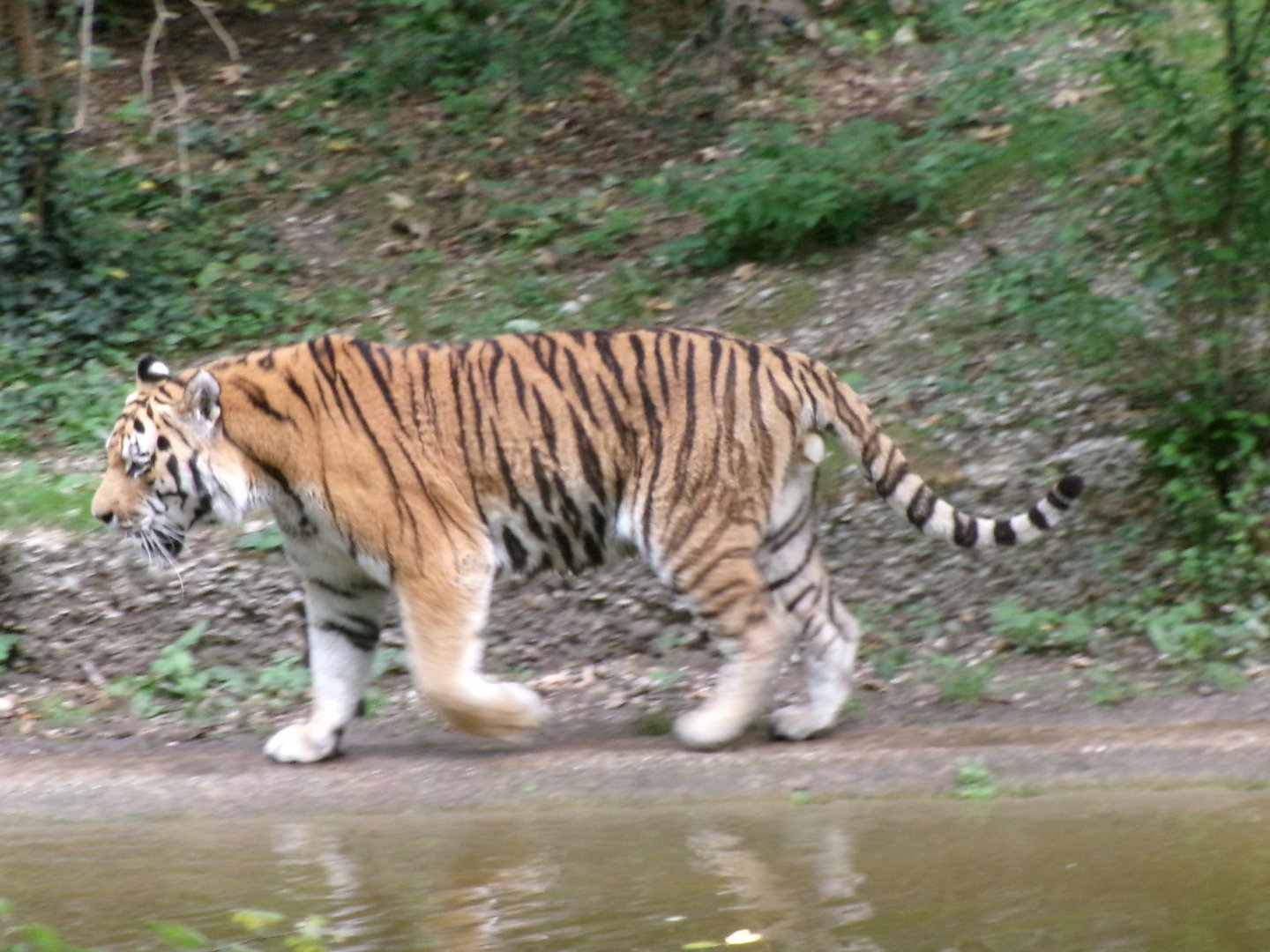 Siberian tiger
