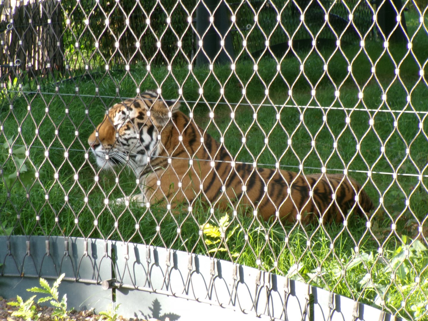 Siberian tiger