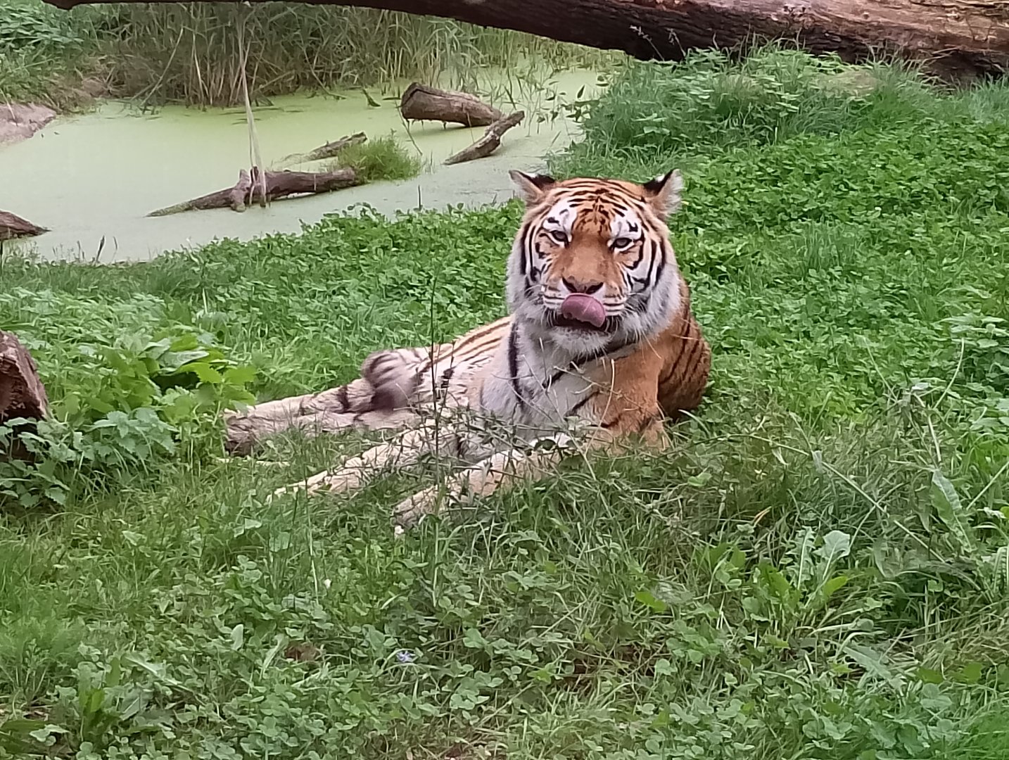 Siberian tiger
