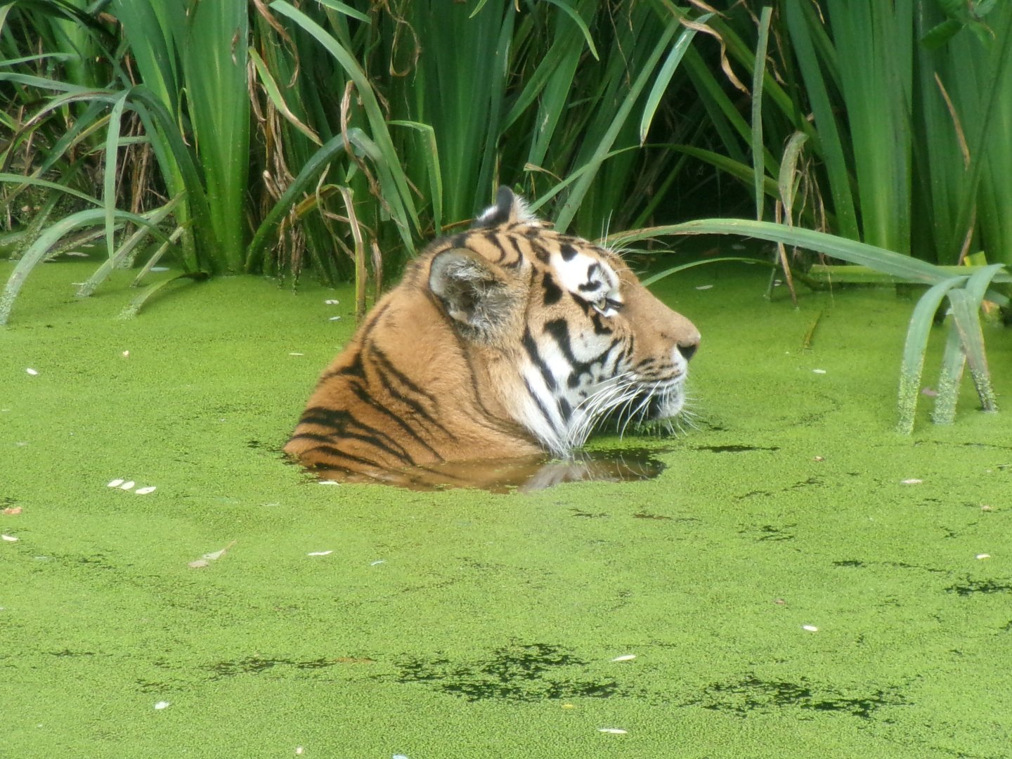 Siberian tiger