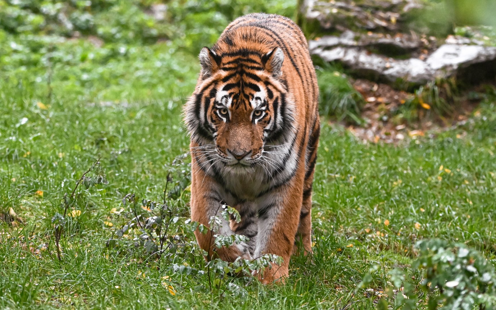 Siberian tiger