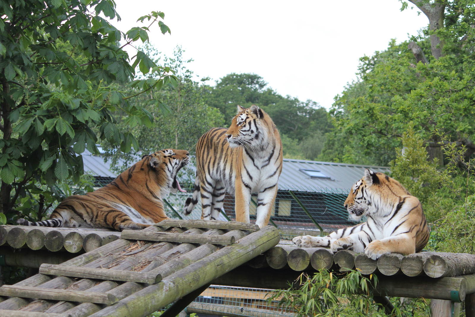 Siberian Tigers 1-6-14