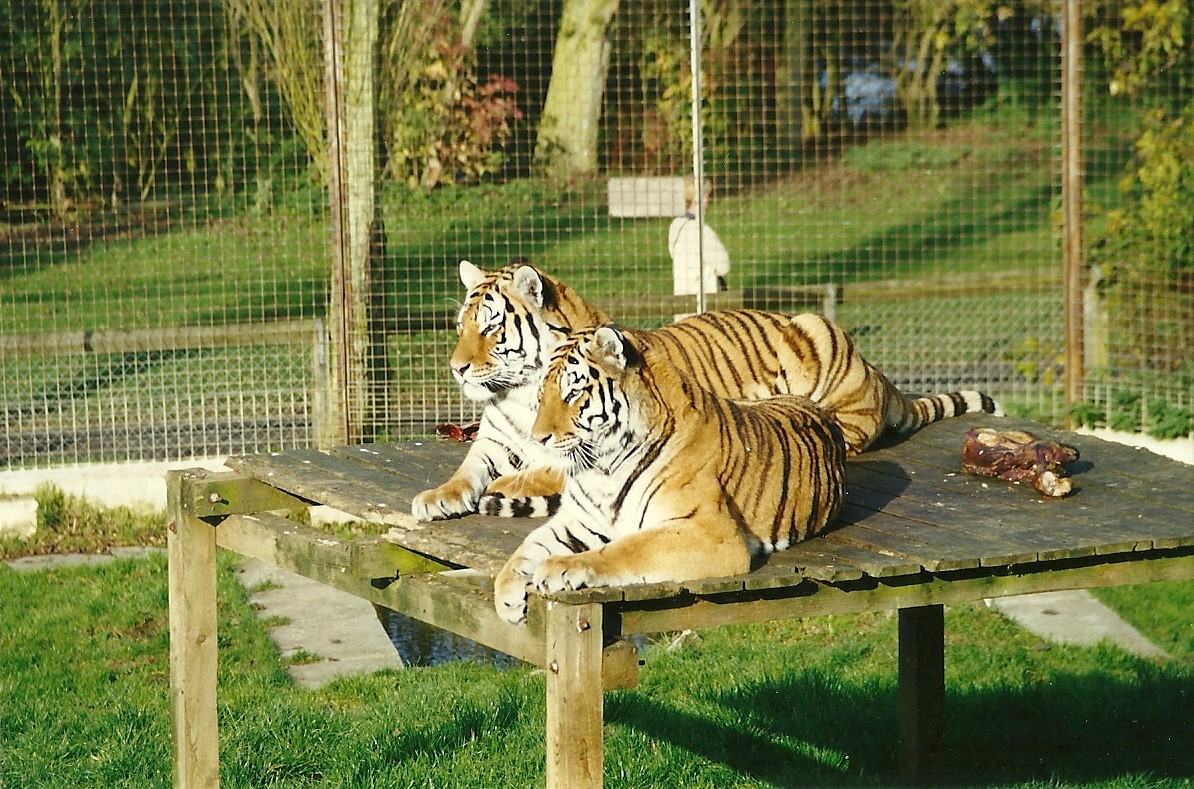 Siberian Tigers 17th October 1997