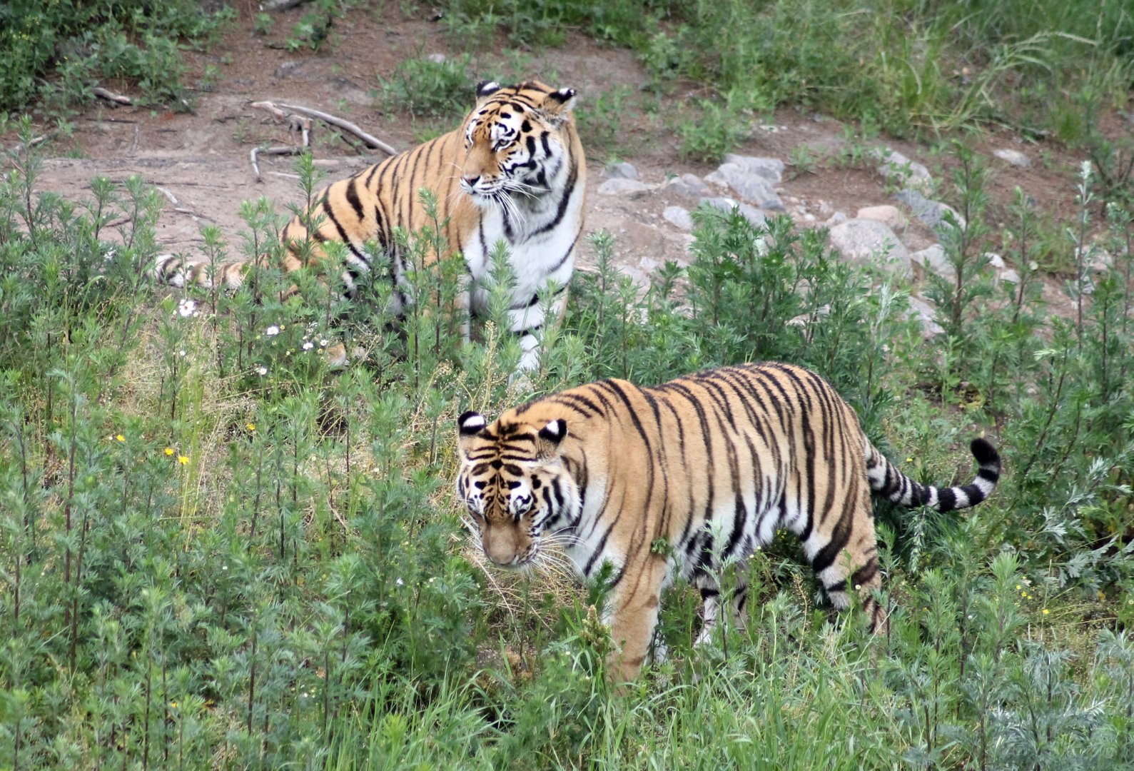 Siberian tigers (2015)