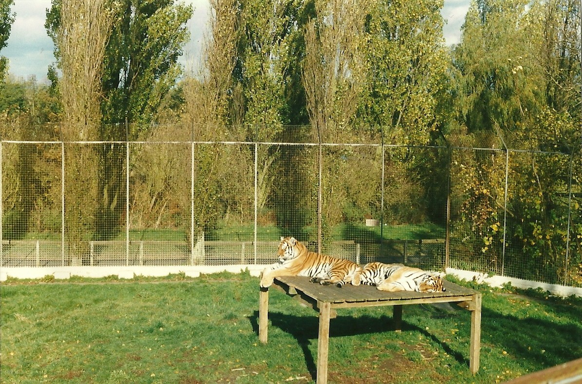 Siberian Tigers 26th October 1996
