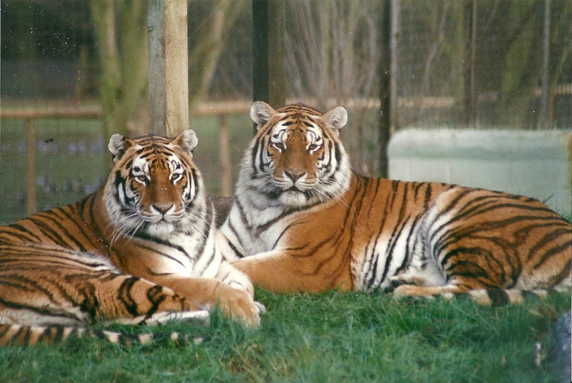 Siberian Tigers 4th December 1999
