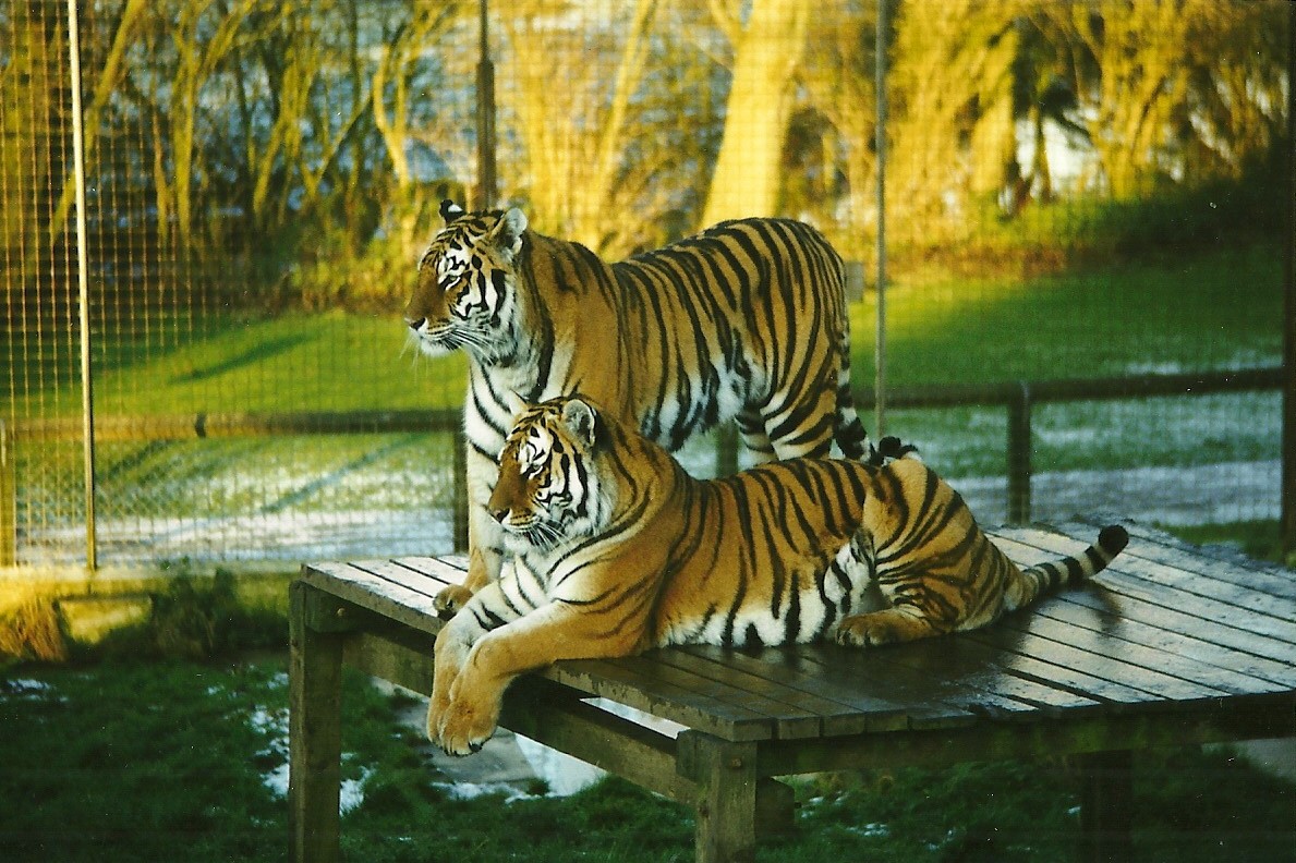 Siberian Tigers 5th December 1998