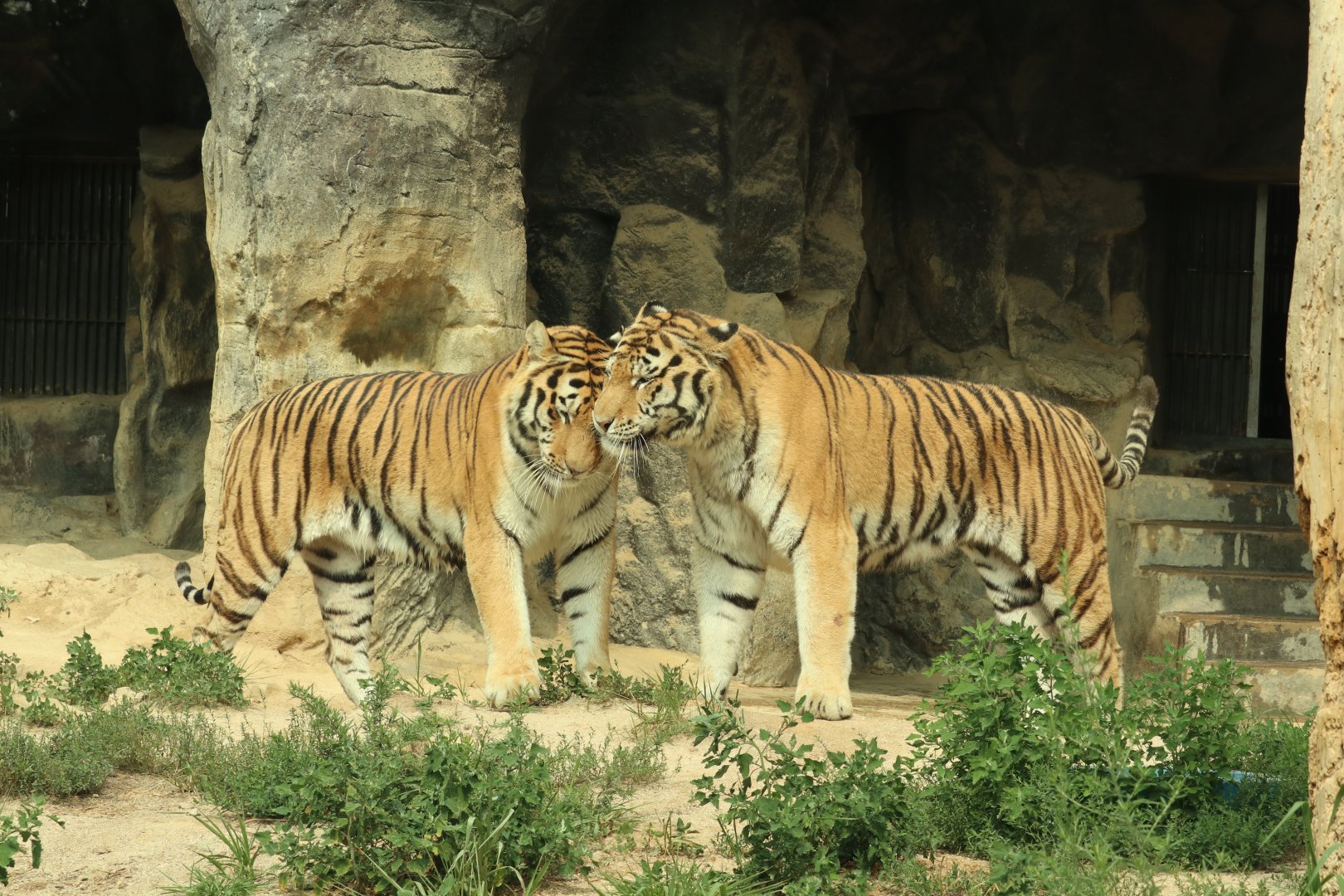Siberian Tigers - both male