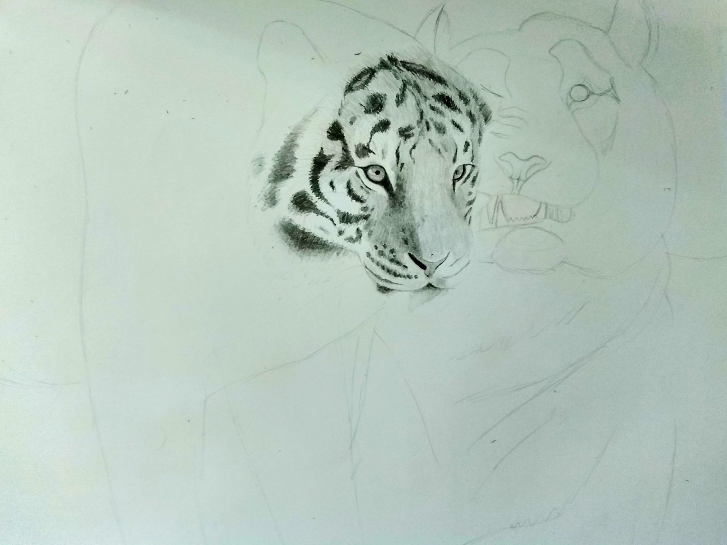Siberian tigers in progress