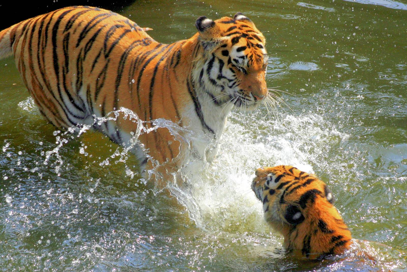 Siberian tigers splashing; Cologne; 5th September 2014