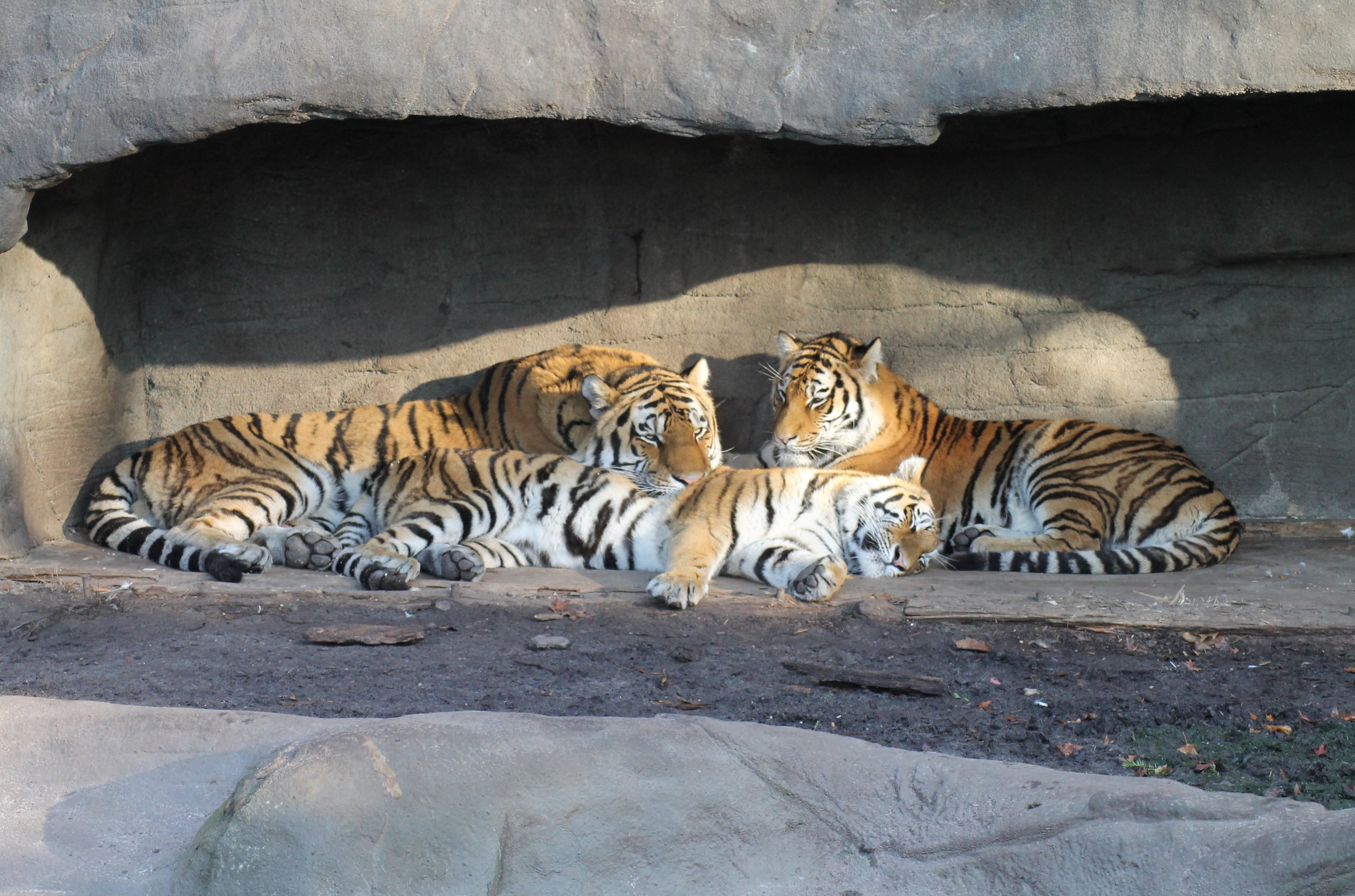 Siberian tigers - Tierpark Hagenbeck