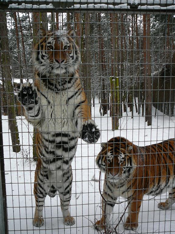 Siberian Tigers