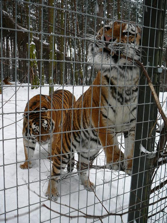 Siberian Tigers