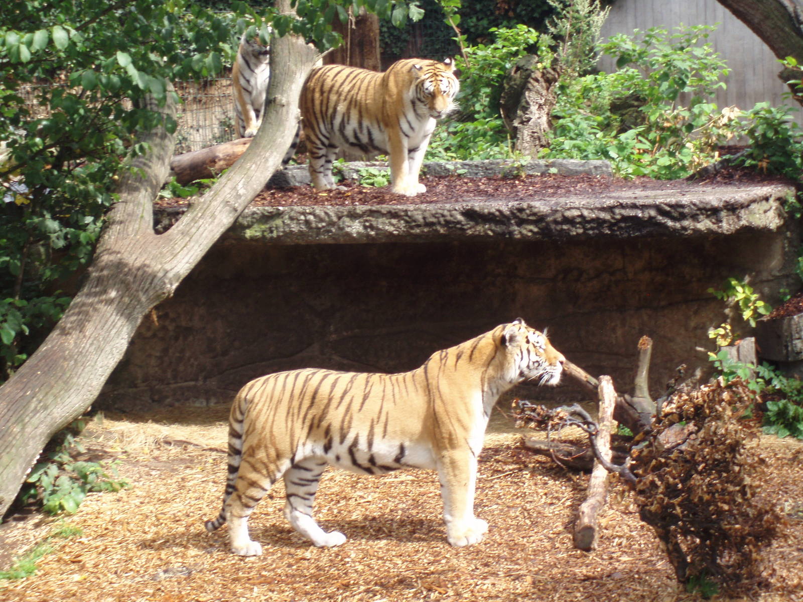 Siberian tigers
