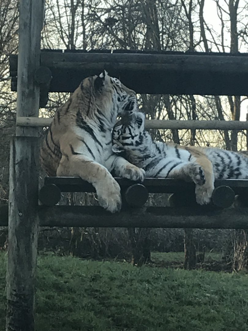 Siberian Tigers